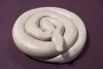 Non-venemous Snakes